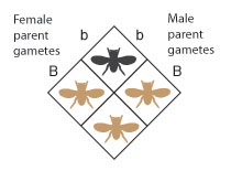 A Punnett square diagram shows phenotypic results of crossing a female parent and a male parent with the genotypes uppercase B lowercase b. Three-fourths of the resulting offspring have the dominant, brown body color phenotype, and one-fourth of the resulting offspring have the recessive black body color phenotype. The phenotype is represented in each quadrant of the Punnett square by shaded fly silhouettes.