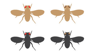A schematic shows the dorsal side of four fruit flies in silhouette with their wings outstretched. The fly at top left has a brown body color and red eyes. The fly at top right has a brown body color and brown eyes. The fly at bottom left has a black body color and red eyes. The fly at bottom right has a black body color and brown eyes.