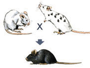An illustration shows a genetic cross between two mice, and the resulting progeny mouse. A solid white mouse mates with a white mouse with black spots. The resulting mouse is a solid black color.