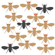 A schematic shows the dorsal side of 14 fruit flies in silhouette with their wings outstretched. Eight flies have a brown body color, red eyes, and normal wings. One fly has a brown body color, brown eyes, and normal wings. One fly has a brown body color, brown eyes, and short wings. One fly has a brown body color, red eyes, and short wings. One fly has a black body color, brown eyes, and normal wings. One fly has a black body color, red eyes, and short wings. One fly has a black body color, red eyes, and normal wings.