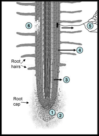 Schematic of a root showing 6 major regions of rhizodeposits.