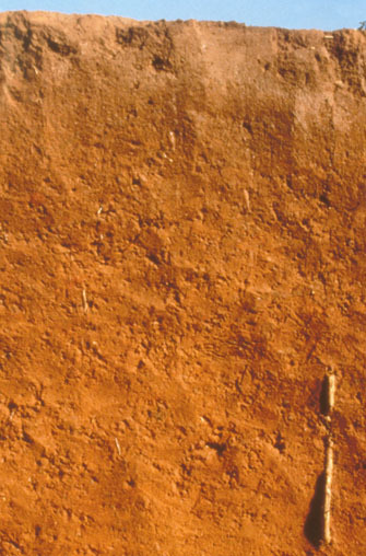 A highly weathered soil that is red due to the high content of iron oxide minerals.