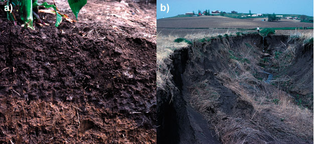 (a) Soil in central Iowa with dark, organic-matter-rich topsoil.