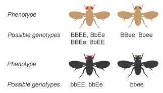 A schematic shows the phenotype and possible genotypes of combinations of two genes each with two alleles. Four potential phenotypes are shown as illustrations of the dorsal side of four fruit flies in silhouette with their wings outstretched. The top left fly has a brown body color and red eyes. Potential genotypes include uppercase B uppercase B, uppercase E uppercase E; uppercase B lowercase b, uppercase E lowercase e; uppercase B uppercase B, uppercase E lowercase e; or uppercase B lowercase b, uppercase E uppercase E. The top right fly has a brown body color and brown eyes. Potential genotypes include uppercase B uppercase B, lowercase e lowercase e or uppercase B lowercase b, lowercase e lowercase e. The bottom left fly has a black body color and red eyes. Potential genotypes include lowercase b lowercase b, uppercase E uppercase E or lowercase b lowercase b, uppercase E lowercase e. The bottom right fly has a black body color and brown eyes. The only possible genotype is lowercase b lowercase b, lowercase e lowercase e.