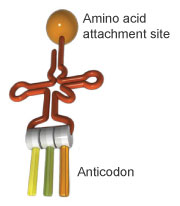 A tRNA molecule combines an anticodon sequence with an amino acid.