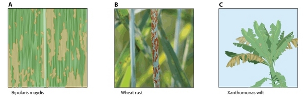 A. Corn blight, B. wheat rust, C. <I>Xanthomonas</I> wilts.