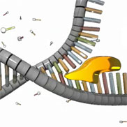 A schematic shows a double-stranded DNA molecule undergoing the replication process. At right, the double helix has opened and the top strand has separated from the bottom. A globular yellow structure, representing the protein helicase, is bound to the ends of several nitrogenous bases on the lower strand.