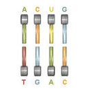 A schematic shows two rows of nucleotides. Each individual nucleotide is represented as an elongated, vertical, colored rectangle (a nitrogenous base) bound at one end to a grey horizontal cylinder (a sugar molecule). The top row of nucleotides is from RNA, with an A-C-U-G base sequence. The bottom row of nucleotides is from DNA, with a T-G-A-C base sequence.