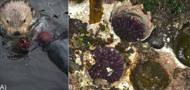 (A) Keystone sea otter consuming an urchin. (B) Without sea otter predation on urchins, their numbers increase