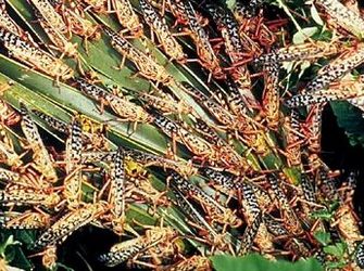 Swarms of locusts exceed carrying capacity with huge population sizes.