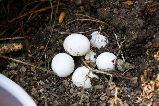 A communal nest of skink eggs displays the fecundity of several individuals.