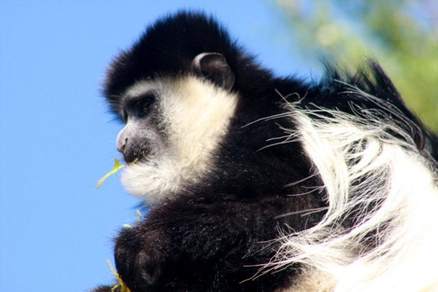 All colobines, here an East African guereza (Colobus guereza), include leaves as a major dietary component.