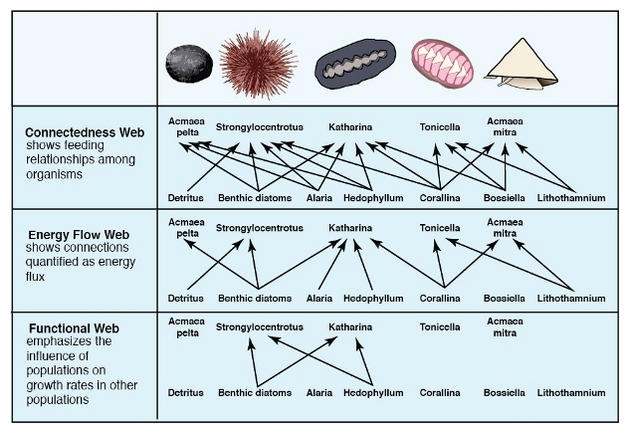 Three types of food web diagrams based on species of a rocky intertidal zone on the coast of Washington.