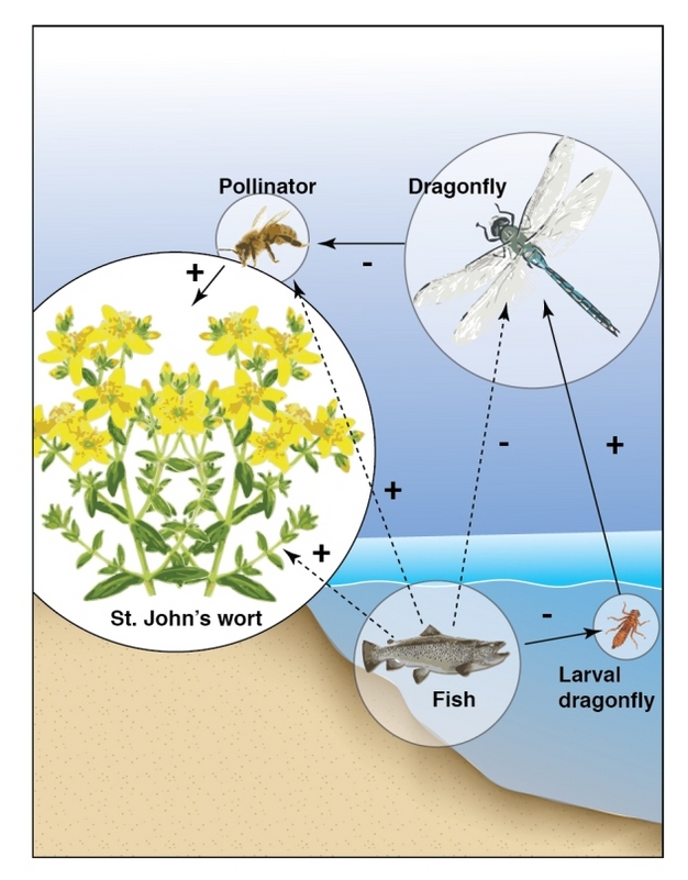 An interaction food web shows that fish have indirect effects on the populations of several species in and around ponds.
