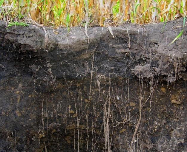 Dark colored topsoil showing high levels of SOC due to abundant plant roots and their associated soil fauna and microbes in a cultivated soil in central Iowa.