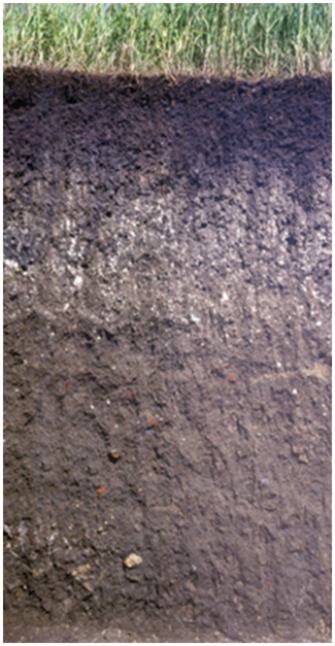 Mollisol soil profile showing thick dark A horizon with high organic matter content.