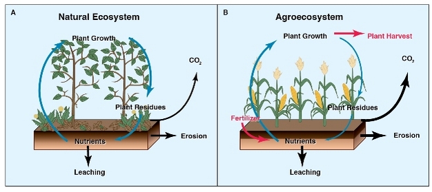 Simplified nutrient cycling schemes for (a) a natural ecosystem and (b) an agroecosystem.