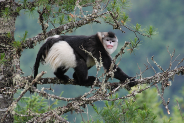 Old World monkeys occupy a broad range of habitats, including for these Yunnan