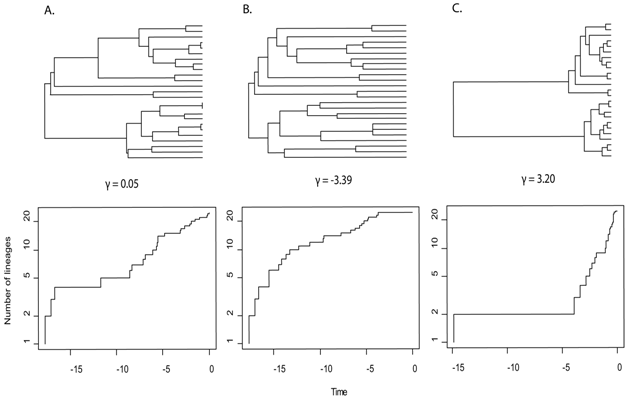 Phylogenies, lineage through time plots, and gamma values illustrating the three patterns of cladogenesis and accumulation of species numbers.