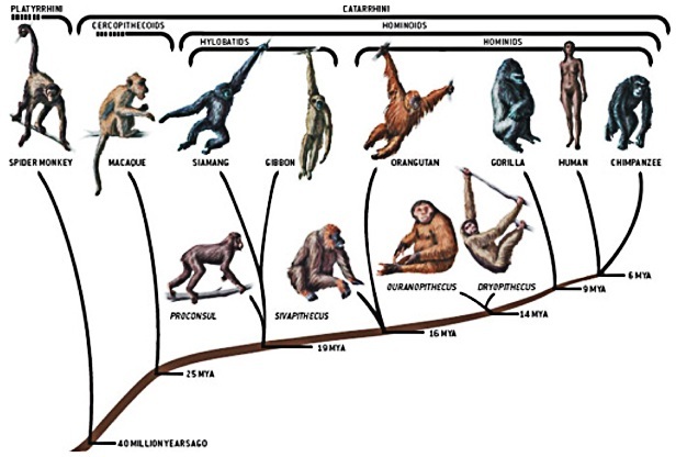 The family tree of exant hominoids