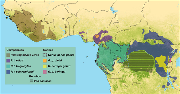 Distribution of chimpanzee and gorilla subspecies.
