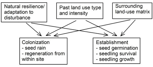 Factors affecting recovery of tropical forest in former agricultural lands in the tropics.