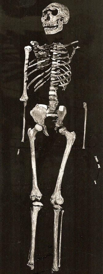 The Nariokotome <i>Homo erectus</i> skeleton (a.k.a. The Turkana Boy; KNM-WT 15000).