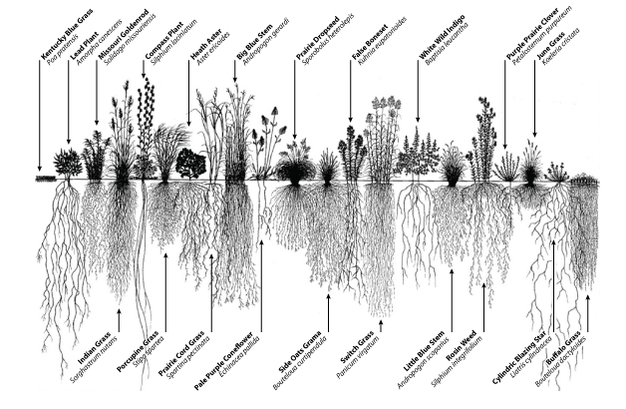 Image showing the diversity of root system architecture in prairie plants