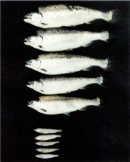 A photograph shows five silver fish oriented horizontally in a vertical row against a black background. Below, five smaller fish are also arranged similarly. The smaller fish at bottom are approximately one-third the length of the fish at top.