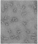 An electron micrograph shows approximately 30 virulence proteins expressed by the bacterium Salmonella typhimurium. Each protein looks like a syringe, with a needle-like rectangle attached to a thick, square, handle-shaped structure.