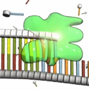 RNA polymerase (green) synthesizes RNA by following a strand of DNA.