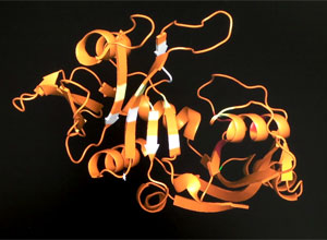 Molecular structure of an enzyme by New England Biolabs