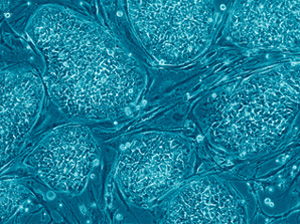 Stem Cells Landing page