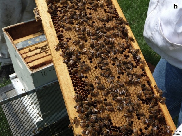Nurse bees are caring for the capped brood.