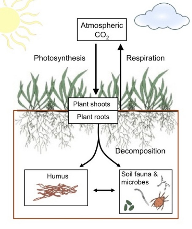 Carbon balance within the soil (brown box) is controlled by carbon inputs from photosynthesis and carbon losses by respiration.