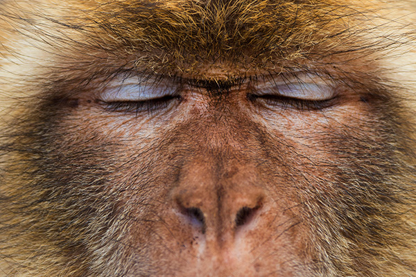 Close up of a Barbary macaque