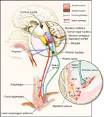 Figure 7 : Neural pathways to the LES and crural diaphragm. Unfortunately we are unable to provide accessible alternative text for this. If you require assistance to access this image, or to obtain a text description, please contact npg@nature.com