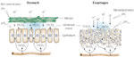 Figure 1 : Preepithelial defense. Unfortunately we are unable to provide accessible alternative text for this. If you require assistance to access this image, or to obtain a text description, please contact npg@nature.com