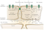 Figure 2 : Epithelial defense. Unfortunately we are unable to provide accessible alternative text for this. If you require assistance to access this image, or to obtain a text description, please contact npg@nature.com