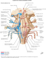 Figure 3 : Origin of cranial nerves involved in swallowing. Unfortunately we are unable to provide accessible alternative text for this. If you require assistance to access this image, or to obtain a text description, please contact npg@nature.com
