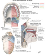 Figure 5 : Sensory nerve supply of the mucous membrane of the oral cavity and pharynx. Unfortunately we are unable to provide accessible alternative text for this. If you require assistance to access this image, or to obtain a text description, please contact npg@nature.com