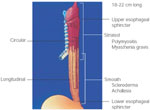 Figure 1 : Esophagus: anatomic considerations. Unfortunately we are unable to provide accessible alternative text for this. If you require assistance to access this image, or to obtain a text description, please contact npg@nature.com