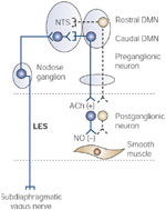 Figure 14 : Neural circuit for transient lower esophageal sphincter relaxation (TLESR) elicited by stimulation of subdiaphragmatic vagal afferents. Unfortunately we are unable to provide accessible alternative text for this. If you require assistance to access this image, or to obtain a text description, please contact npg@nature.com