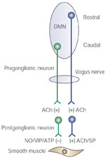 Figure 5 : Parallel inhibitory and excitatory innervation of the esophageal smooth muscle. Unfortunately we are unable to provide accessible alternative text for this. If you require assistance to access this image, or to obtain a text description, please contact npg@nature.com