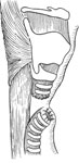 Figure 7 : Laryngotracheal separation obviating the need for esophageal anastomosis by closure of the proximal tracheal stump. Unfortunately we are unable to provide accessible alternative text for this. If you require assistance to access this image, or to obtain a text description, please contact npg@nature.com