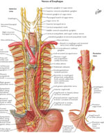 Figure 4 : Parasympathetic and sympathetic innervation of the esophagus Unfortunately we are unable to provide accessible alternative text for this. If you require assistance to access this image, or to obtain a text description, please contact npg@nature.com