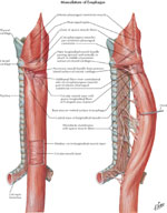 Figure 6 : Musculature of the esophagus Unfortunately we are unable to provide accessible alternative text for this. If you require assistance to access this image, or to obtain a text description, please contact npg@nature.com