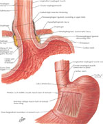 Figure 8 : Gastroesophageal mucosal junction and muscular arrangement at the lower esophagus Unfortunately we are unable to provide accessible alternative text for this. If you require assistance to access this image, or to obtain a text description, please contact npg@nature.com