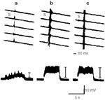 Figure 13 : The pattern of adductor responses (upper) and integrated responses (lower) by 8-Hz stimulation of SLN (0.6 V, 0.1 msec) under conditions of (a) pO2 25 mmHg; (b) pO2 100 mmHg; and (c) pO2 150 mmHg. Unfortunately we are unable to provide accessible alternative text for this. If you require assistance to access this image, or to obtain a text description, please contact npg@nature.com