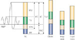 Figure 4 : Lung volumes. Unfortunately we are unable to provide accessible alternative text for this. If you require assistance to access this image, or to obtain a text description, please contact npg@nature.com